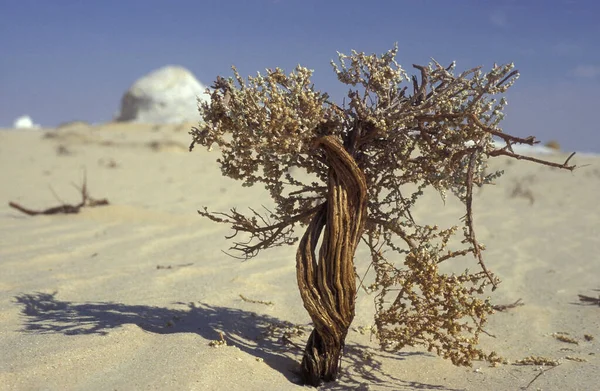 Ένα Δέντρο Στο Τοπίο Και Φύση Στη Λευκή Έρημο Κοντά — Φωτογραφία Αρχείου