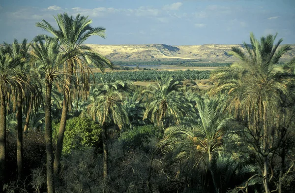 Datas Palmeiras Uma Plantação Datas Cidade Oásis Bahariya Deserto Líbio — Fotografia de Stock