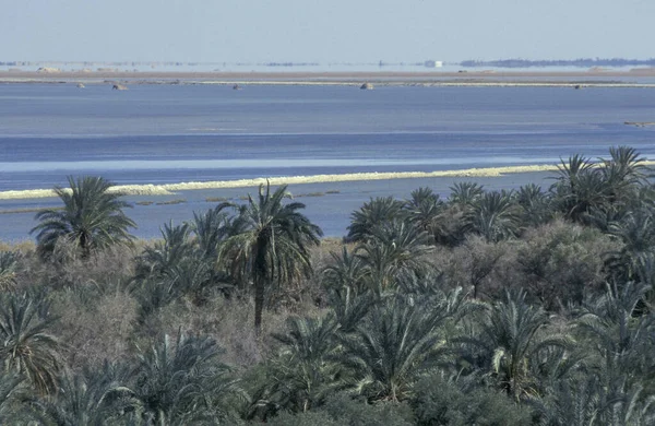 Întâlnește Copaci Palmieri Dată Plantație Lacul Sare Din Oraș Oaza — Fotografie, imagine de stoc