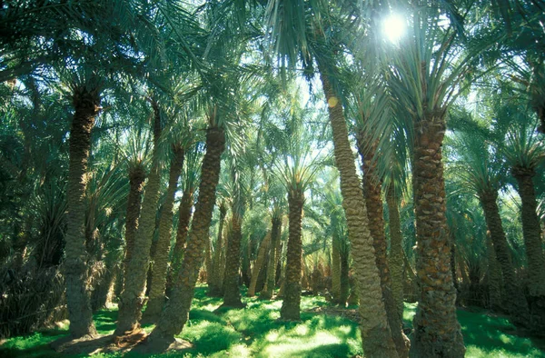 Datuje Palmy Plantacji Dat Mieście Oazie Bahariya Libii Lub Zachodniej — Zdjęcie stockowe