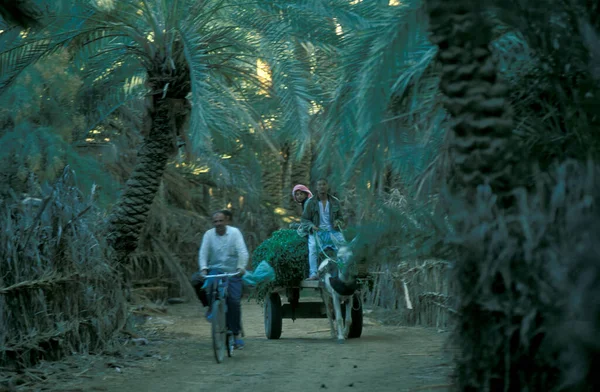 Agricoltori Una Piantagione Date Della Città Oasi Bahariya Nel Deserto — Foto Stock