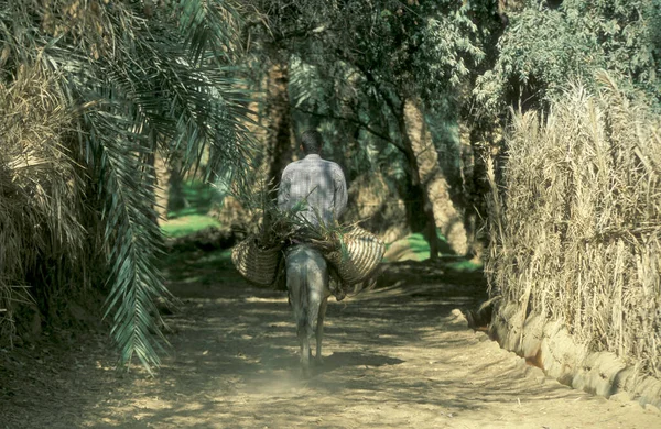 Dates Palm Trees Dates Plantation Town Oasis Bahariya Lybian Western — Stock Photo, Image