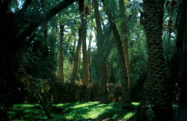 Fechas Palmeras Una Plantación Fechas Ciudad Oasis Bahariya Desierto Lybian — Foto de Stock