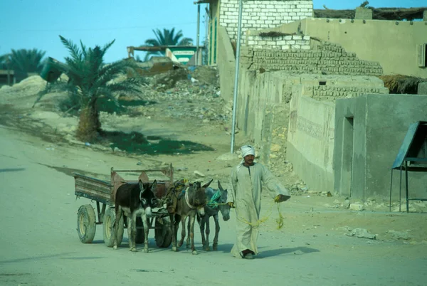 Uomo Con Carro Asini Nella Città Nell Oasi Farafra Nel — Foto Stock