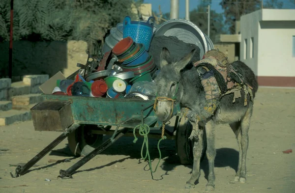 Âne Avec Chariot Dans Ville Oasis Farafra Libye Dans Désert — Photo