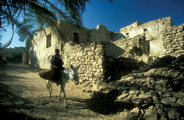 Niño Burro Ciudad Oasis Farafra Desierto Libio Jalá Egipto Norte — Foto de Stock
