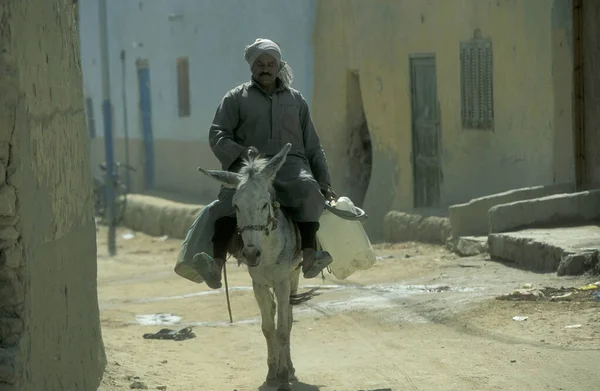 Hombre Burro Ciudad Oasis Farafra Desierto Libio Desierto Egipto Norte — Foto de Stock