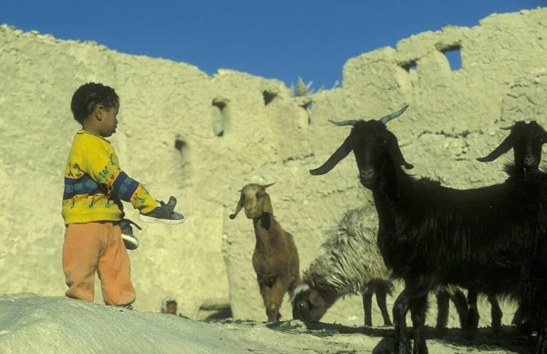 Child Old Village Siwa Libyan Estern Desert Egypt North Africa — Stock Photo, Image