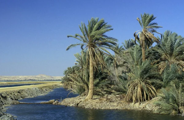 Libya 'daki eski Siwa köyünde ya da Kuzey Afrika' daki Mısır 'ın doğu çölünde bir tatlı su kaynağı. Mısır, Siwa, Mart 2000