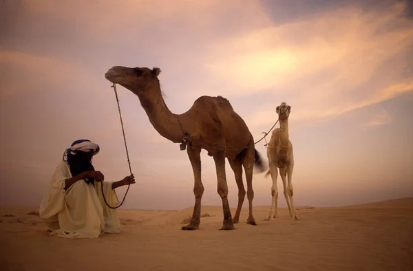 Een Bedoeïenen Man Met Zijn Kameel Zandduinen Buurt Van Oase — Stockfoto