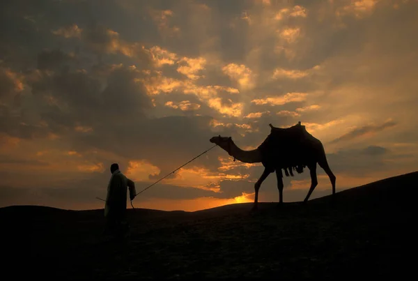 Hombre Beduino Con Camello Las Dunas Arena Cerca Del Oasis — Foto de Stock