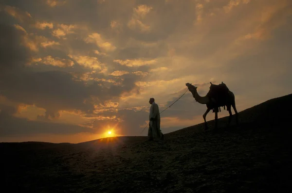 Beduino Con Suo Cammello Nelle Dune Sabbia Vicino All Oasi — Foto Stock