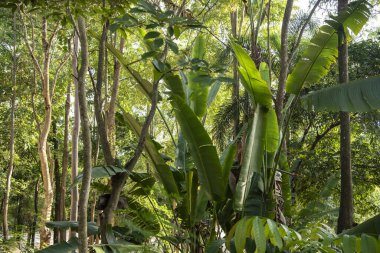 Tayland 'ın Prachuap Khiri Han kenti yakınlarındaki Wat Huay Mongkol şehrinde tropikal bitkilerle dolu bir orman bahçesi, Hua Hin, Aralık 2023