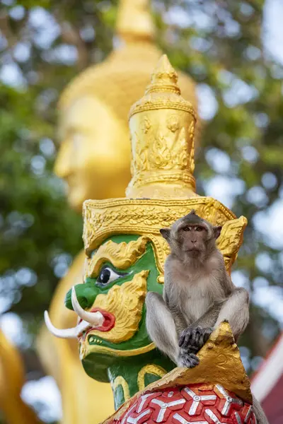 Een Macaque Monkey Zit Bij Een Figuur Wat Khao Takiab — Stockfoto
