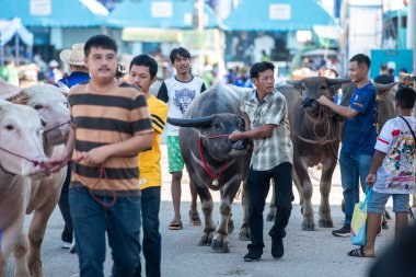 Buffalolar Buffalo Yarış Festivali 'ne ya da Tayland' ın Chonburi eyaletindeki Mueang Chonburi şehrindeki Wing Khwai 'ye geliyor. Tayland, Chonburi, 28 Ekim, 2023