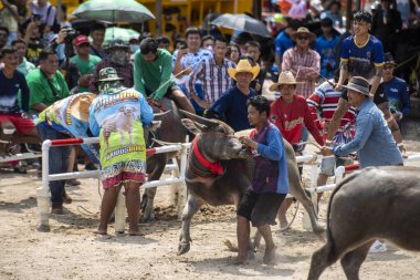 Buffalo Yarış Başlama Festivali 'nde Buffalo Yarışı' nda ya da Tayland 'ın Chonburi eyaletinde Mueang Chonburi şehrinde Wing Khwai' de çiftçi. Tayland, Chonburi, 28 Ekim, 2023