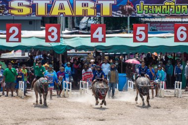 Buffalo Yarış Başlama Festivali 'nde Buffalo Yarışı' nda ya da Tayland 'ın Chonburi eyaletinde Mueang Chonburi şehrinde Wing Khwai' de çiftçi. Tayland, Chonburi, 28 Ekim, 2023