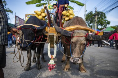 Buffalo Yarış Festivali 'ndeki geçit törenindeki insanlar ve Buffalos ya da Tayland' ın Chonburi eyaletindeki Mueang Chonburi şehrindeki Wing Khwai. Tayland, Chonburi, 28 Ekim, 2023