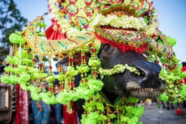 Buffalo Yarış Festivali 'ndeki geçit töreninde ya da Tayland' ın Chonburi eyaletindeki Mueang Chonburi şehrindeki Wing Khwai 'de süslü bir Buffalo. Tayland, Chonburi, 28 Ekim, 2023