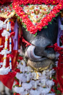 Buffalo Yarış Festivali 'ndeki geçit töreninde ya da Tayland' ın Chonburi eyaletindeki Mueang Chonburi şehrindeki Wing Khwai 'de süslü bir Buffalo. Tayland, Chonburi, 28 Ekim, 2023