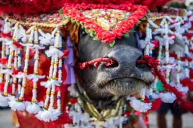 Buffalo Yarış Festivali 'ndeki geçit töreninde ya da Tayland' ın Chonburi eyaletindeki Mueang Chonburi şehrindeki Wing Khwai 'de süslü bir Buffalo. Tayland, Chonburi, 28 Ekim, 2023