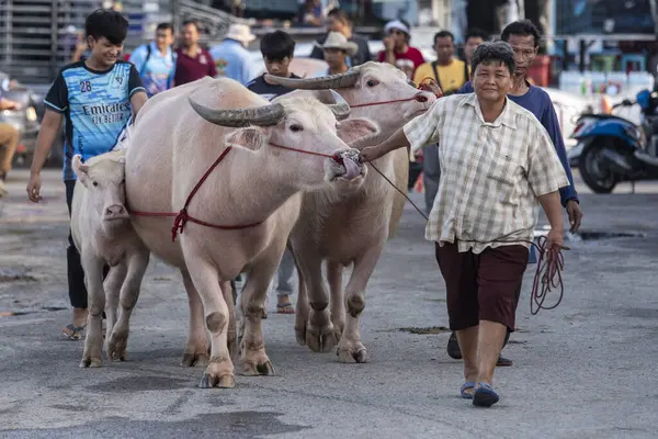农民们带着他们的水牛来到了泰国春布里省穆昂春布里市的水牛城比赛节或永和会 Chonburi 2023年10月28日 — 图库照片