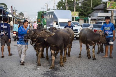 Buffalolar Buffalo Yarış Festivali 'ne ya da Tayland' ın Chonburi eyaletindeki Mueang Chonburi şehrindeki Wing Khwai 'ye geliyor. Tayland, Chonburi, 28 Ekim, 2023