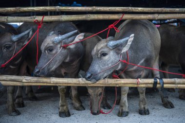 Buffalolar Buffalo Yarış Festivali 'ne ya da Tayland' ın Chonburi eyaletindeki Mueang Chonburi şehrindeki Wing Khwai 'ye geliyor. Tayland, Chonburi, 28 Ekim, 2023