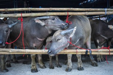 Buffalolar Buffalo Yarış Festivali 'ne ya da Tayland' ın Chonburi eyaletindeki Mueang Chonburi şehrindeki Wing Khwai 'ye geliyor. Tayland, Chonburi, 28 Ekim, 2023