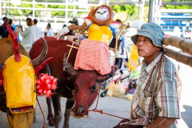Peaple ve Buffalo Yarış Festivali 'ndeki geçit töreni ya da Tayland' ın Chonburi eyaletindeki Mueang Chonburi şehrindeki Wing Khwai için hazırlar. Tayland, Chonburi, 28 Ekim, 2023