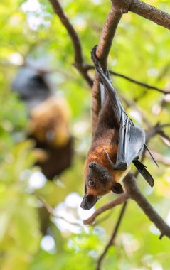Tayland 'ın Chachoengsao ilindeki Mueang Chachoengsao şehrinin yakınlarındaki Wat Pho Bang Khla' daki parkta vahşi yarasalar. Tayland, Chachoengsao, 4 Kasım 2023