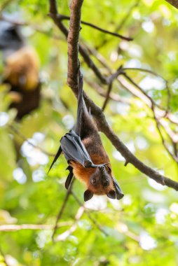 Tayland 'ın Chachoengsao ilindeki Mueang Chachoengsao şehrinin yakınlarındaki Wat Pho Bang Khla' daki parkta vahşi yarasalar. Tayland, Chachoengsao, 4 Kasım 2023