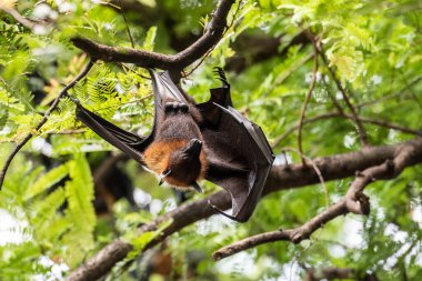 Tayland 'ın Chachoengsao ilindeki Mueang Chachoengsao şehrinin yakınlarındaki Wat Pho Bang Khla' daki parkta vahşi yarasalar. Tayland, Chachoengsao, 4 Kasım 2023