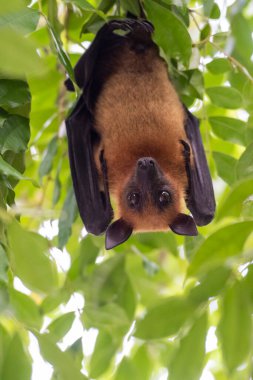 Tayland 'ın Chachoengsao ilindeki Mueang Chachoengsao şehrinin yakınlarındaki Wat Pho Bang Khla' daki parkta vahşi yarasalar. Tayland, Chachoengsao, 4 Kasım 2023