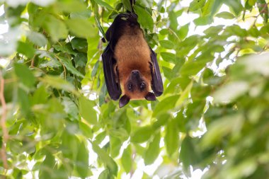 Tayland 'ın Chachoengsao ilindeki Mueang Chachoengsao şehrinin yakınlarındaki Wat Pho Bang Khla' daki parkta vahşi yarasalar. Tayland, Chachoengsao, 4 Kasım 2023