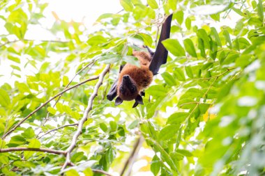 Tayland 'ın Chachoengsao ilindeki Mueang Chachoengsao şehrinin yakınlarındaki Wat Pho Bang Khla' daki parkta vahşi yarasalar. Tayland, Chachoengsao, 4 Kasım 2023