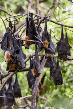 Tayland 'ın Chachoengsao ilindeki Mueang Chachoengsao şehrinin yakınlarındaki Wat Pho Bang Khla' daki parkta vahşi yarasalar. Tayland, Chachoengsao, 4 Kasım 2023
