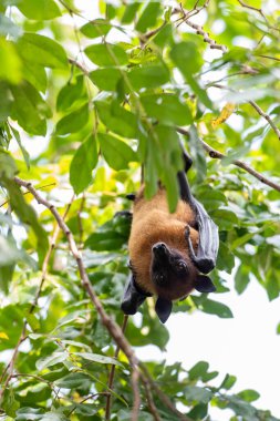 Tayland 'ın Chachoengsao ilindeki Mueang Chachoengsao şehrinin yakınlarındaki Wat Pho Bang Khla' daki parkta vahşi yarasalar. Tayland, Chachoengsao, 4 Kasım 2023