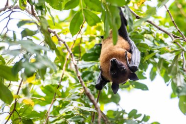 Tayland 'ın Chachoengsao ilindeki Mueang Chachoengsao şehrinin yakınlarındaki Wat Pho Bang Khla' daki parkta vahşi yarasalar. Tayland, Chachoengsao, 4 Kasım 2023