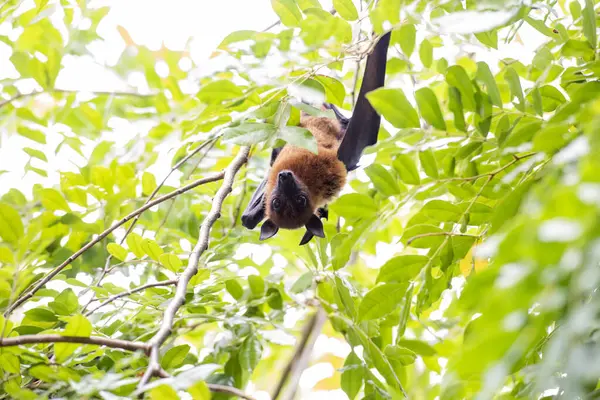 Tayland 'ın Chachoengsao ilindeki Mueang Chachoengsao şehrinin yakınlarındaki Wat Pho Bang Khla' daki parkta vahşi yarasalar. Tayland, Chachoengsao, 4 Kasım 2023