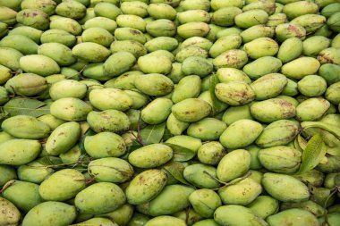 Tayland 'ın Chachoengsao ilindeki Mueang Chachoengsao şehrindeki bir markette yeşil mango. Tayland, Chachoengsao, Kasım, 3, 2023