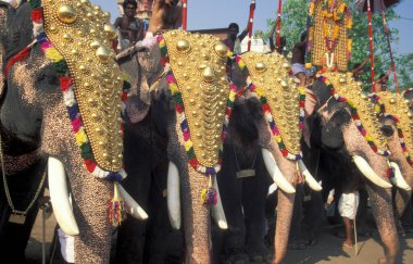 Hindistan 'ın Kerala ilindeki Thrissur veya Trichur kentinde düzenlenen geleneksel Pooram veya Fil Festivali ve Tapınak Festivali' nde filleriyle çiftçiler. Hindistan, Thrissur, Nisan 1998