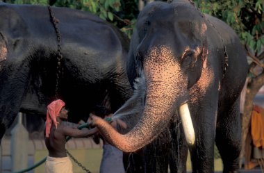 Çiftçiler, Hindistan 'ın Kerala ilindeki Thrissur veya Trichur kentinde düzenlenen geleneksel Pooram veya Fil Festivali ve Tapınak Festivali' nde fillerine dikkat ediyorlar. Hindistan, Thrissur, Nisan 1998