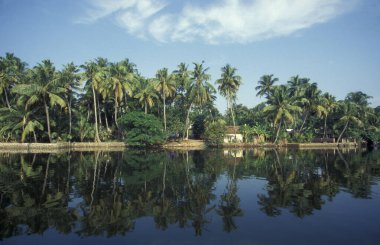 Hindistan 'ın Kerala ilindeki Kochi veya Cochin kenti yakınlarındaki Lagün ve Backwater' da palmiye ağaçları. Hindistan, Koçin, Nisan 1998