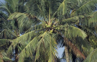 Hindistan 'ın Kerala ilindeki Kochi veya Cochin kenti yakınlarındaki Lagoon ve Backwater' daki bir kanalda tropikal yağmurda palmiye ağaçları.  