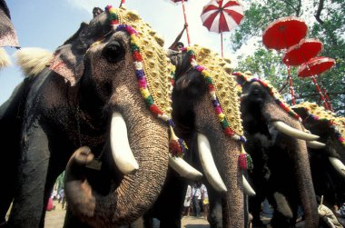 Hindistan 'ın Kerala ilindeki Thrissur veya Trichur kentinde düzenlenen geleneksel Pooram veya Fil Festivali ve Tapınak Festivali' nde filleriyle çiftçiler. Hindistan, Thrissur, Nisan 1998