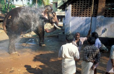 Çiftçiler, Hindistan 'ın Kerala ilindeki Thrissur veya Trichur kentinde düzenlenen geleneksel Pooram veya Fil Festivali ve Tapınak Festivali' nde fillerine dikkat ediyorlar. Hindistan, Thrissur, Nisan 1998