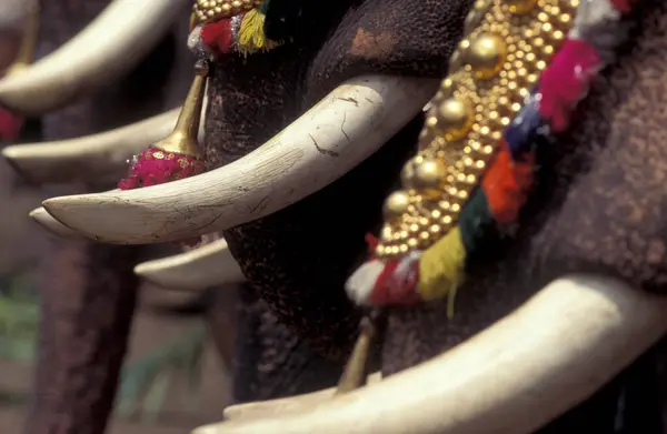 stock image Farmers with their Elephants at the traditional Pooram or Elephant Festival and Temple Festival in the city of Thrissur or Trichur in the Province Kerala in India. India, Thrissur, April, 1998