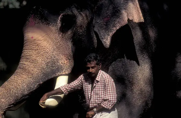 stock image Farmers take care their Elephants at the traditional Pooram or Elephant Festival and Temple Festival in the city of Thrissur or Trichur in the Province Kerala in India. India, Thrissur, April, 1998