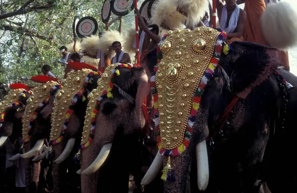 stock image Farmers with their Elephants at the traditional Pooram or Elephant Festival and Temple Festival in the city of Thrissur or Trichur in the Province Kerala in India. India, Thrissur, April, 1998